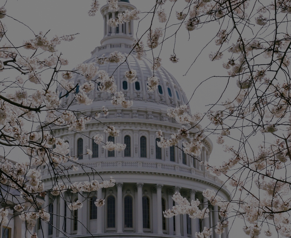  Photo of the US capitol surrounded by cherry blossom trees