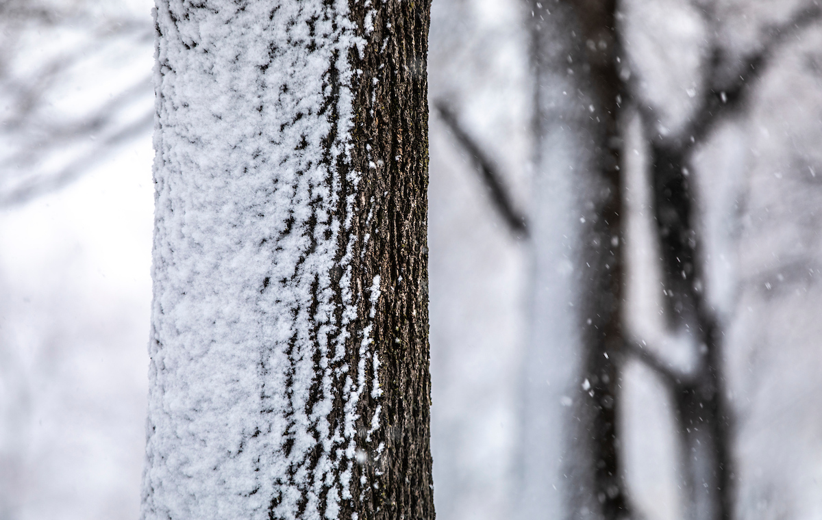 snow on a tree