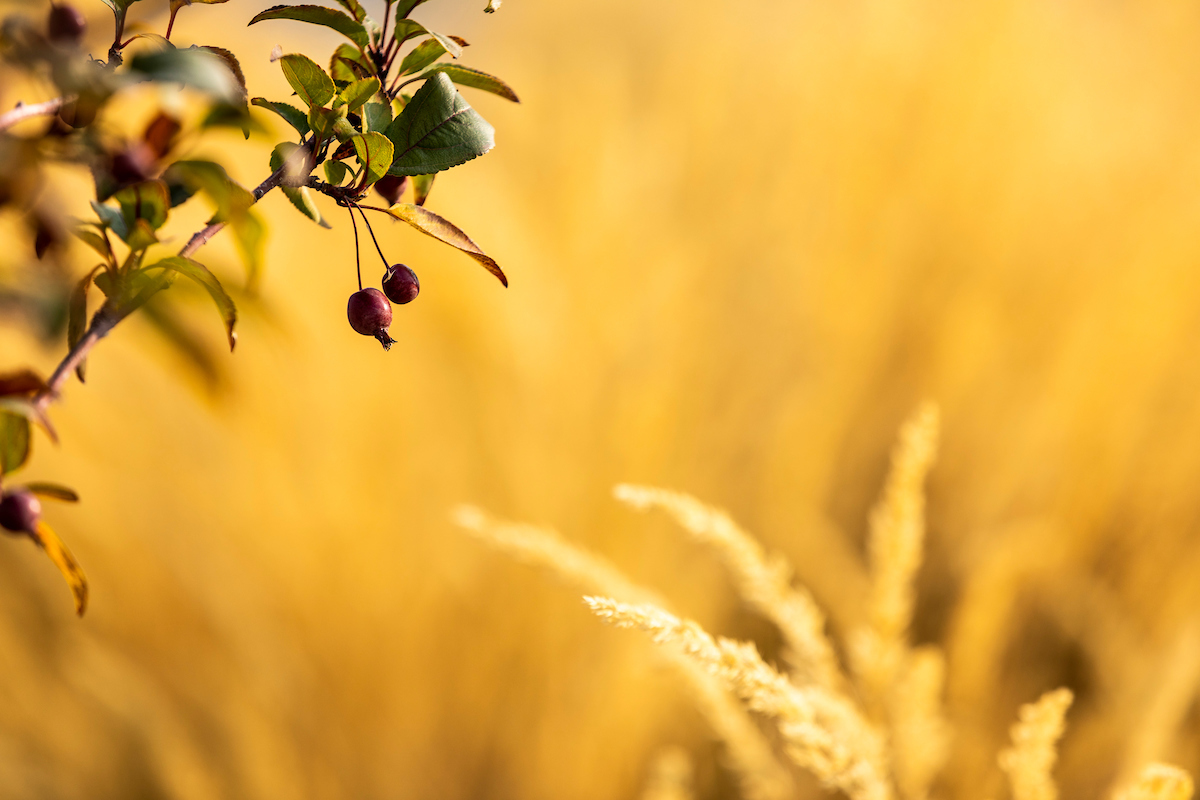 wheat grass