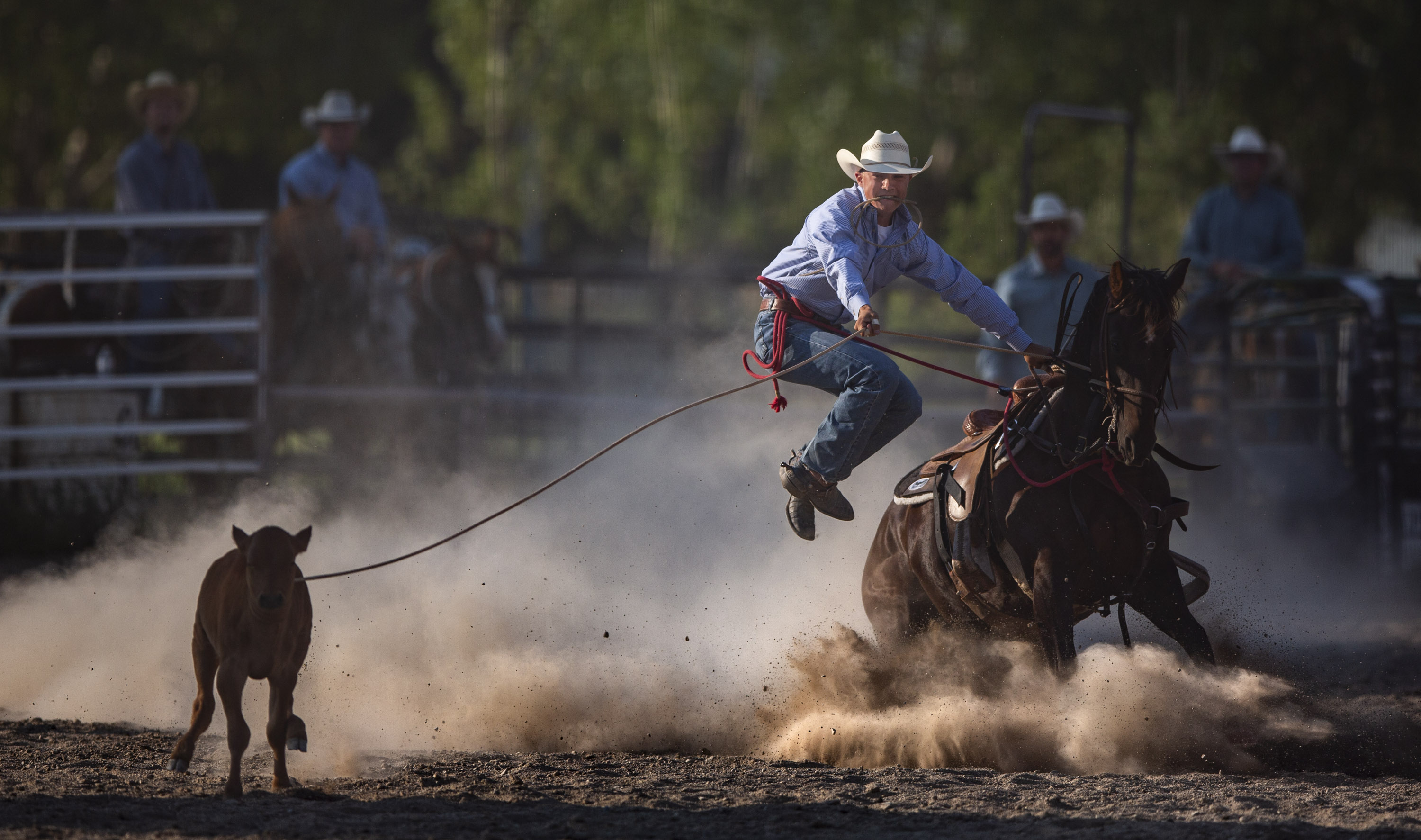 cowboy lassoing a calf