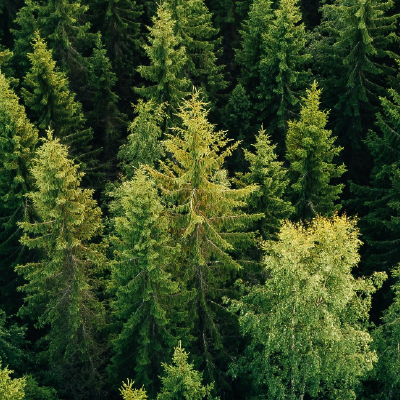 Forrest tree tops.
