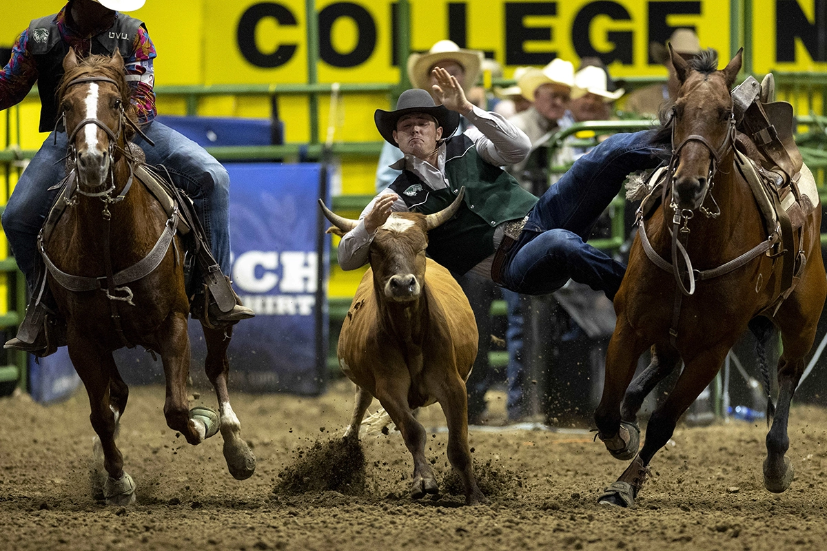 UVU rodeo team member Sam Carson, wearing a cowboy hat and a green vest with the UVU Wolverine logo, jumps from a moving horse to wrestle a steer during the College National Finals Rodeo in Casper, Wyoming.