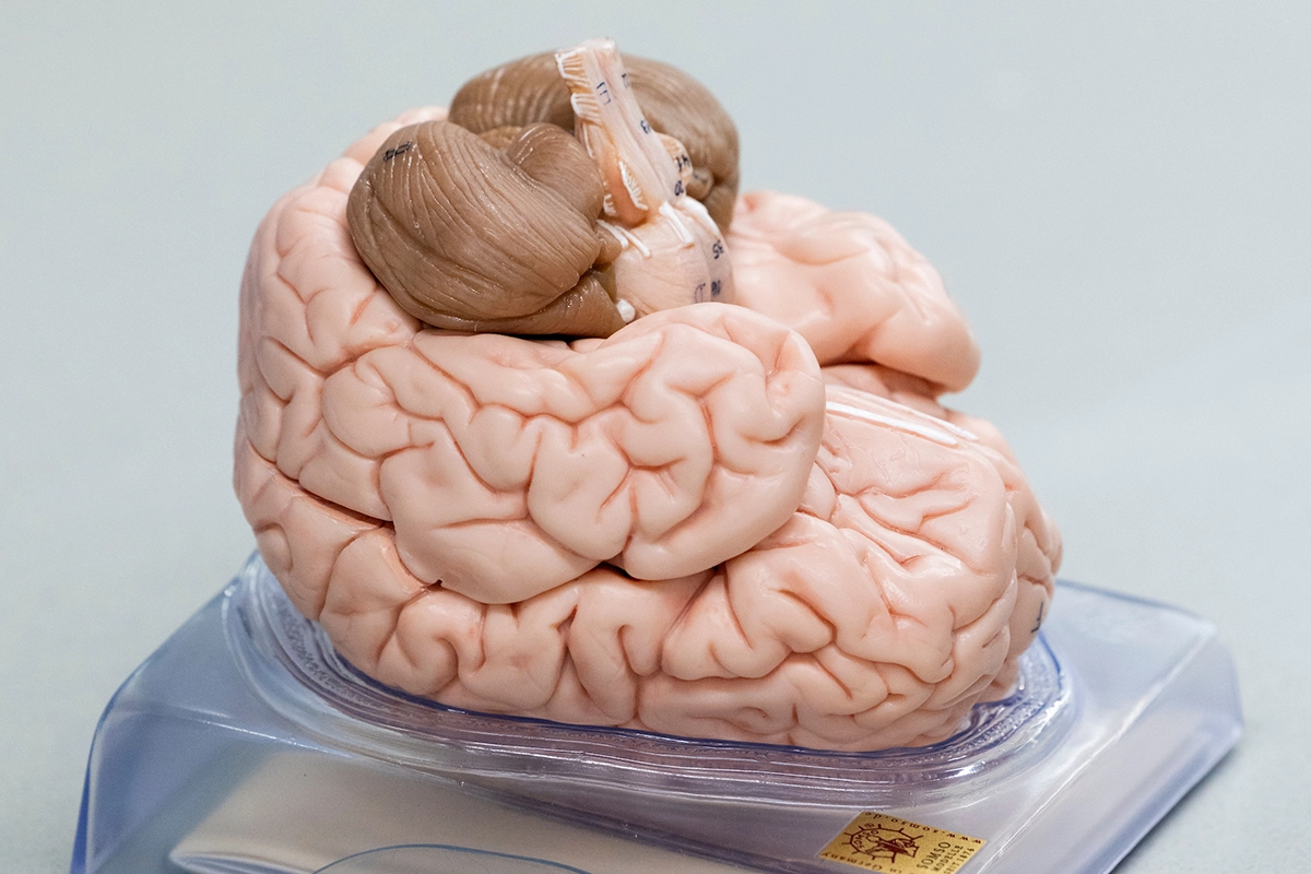 Photo of a model of an anatomical brain. Photo of a model of an anatomical brain.