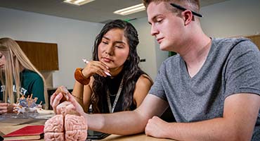Students studying the brain