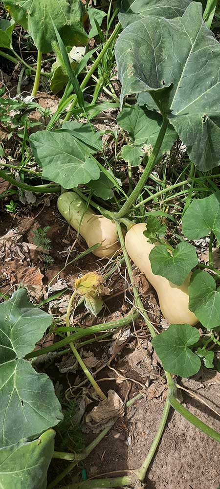 Douglas' acorn squash