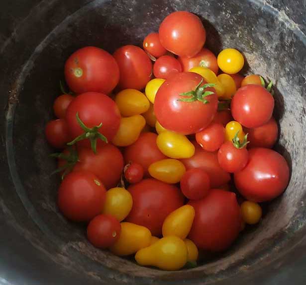 garden tomatoes