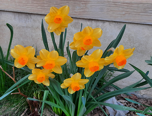 Douglas - daffodils