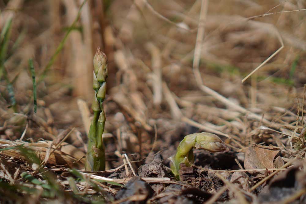 Tim - asparagus