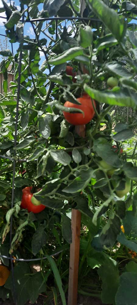 Douglas' tomatoes 08-09-22