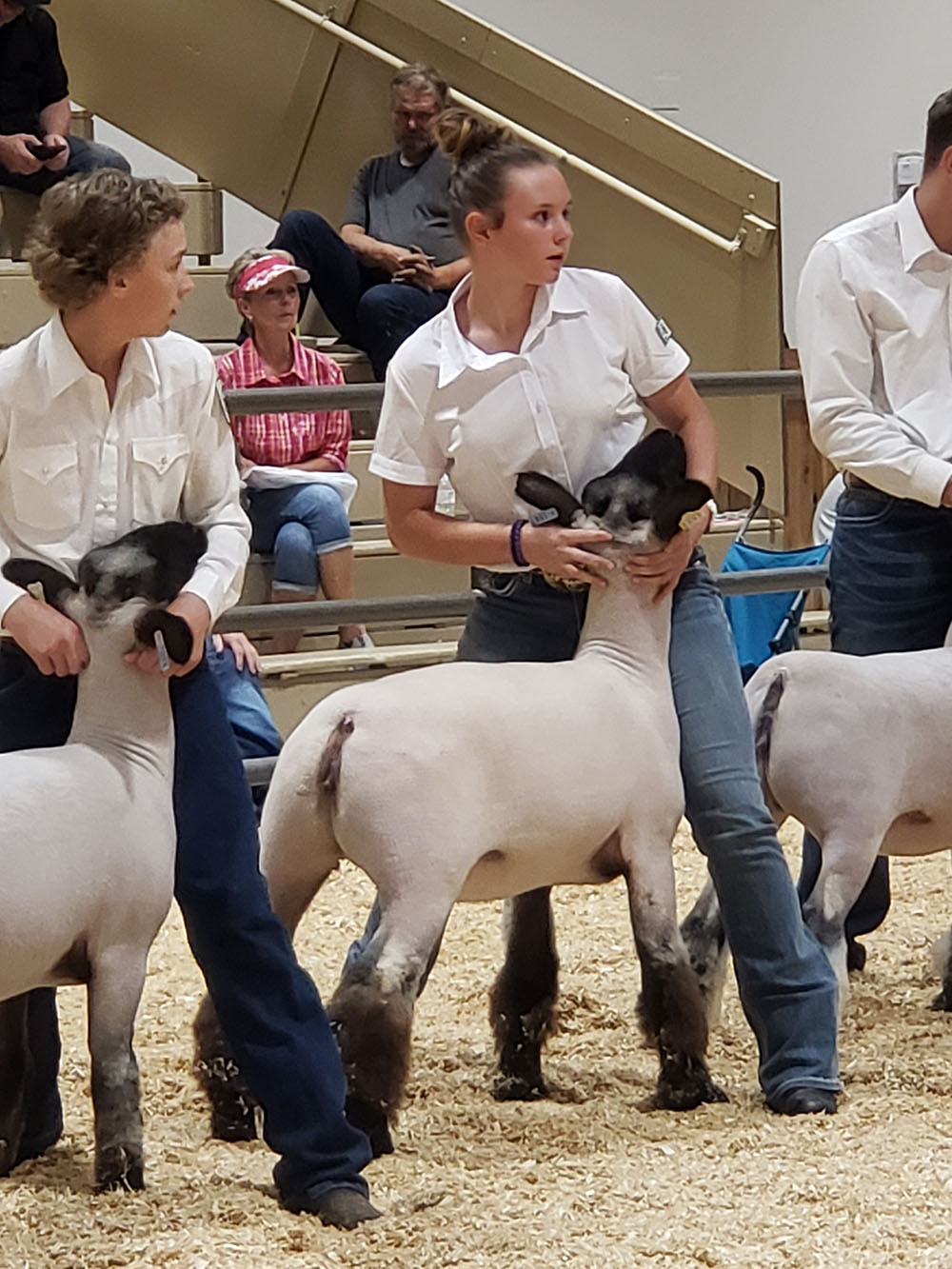 Annie's ewe at the State Fair