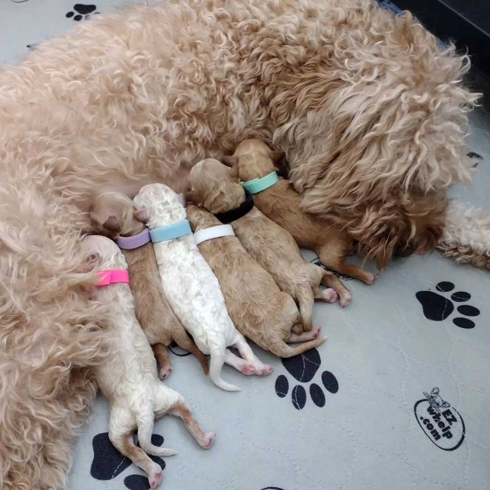 Golden Doodle puppies with mother dog