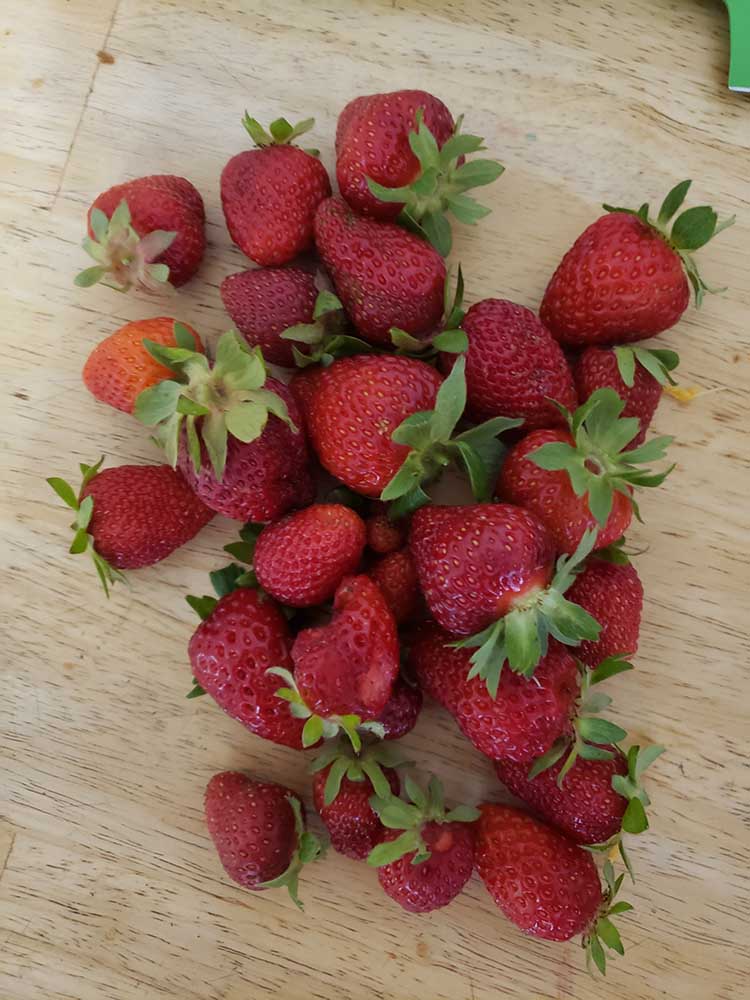 Leisa's strawberry harvest 06-08-22