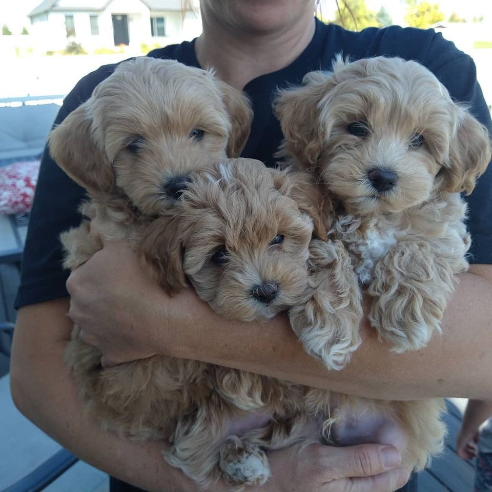 Todd's puppies