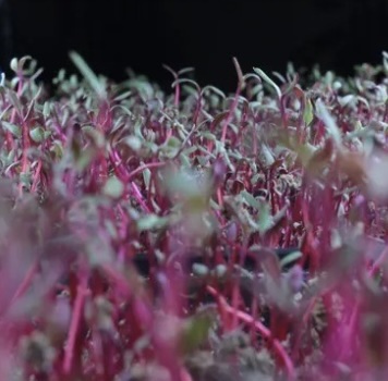 image of microgreens