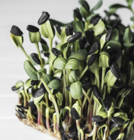 image of microgreens