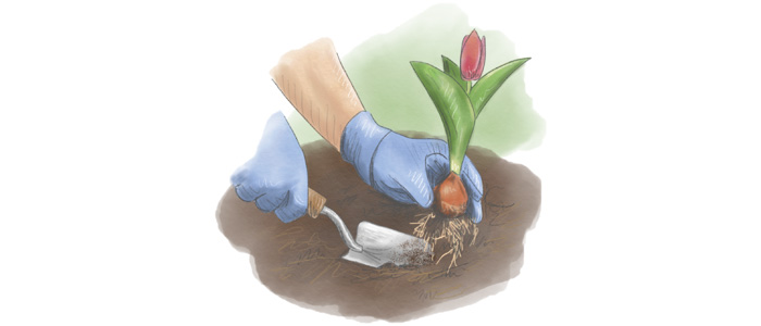 Gardening illustration