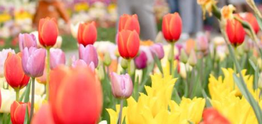 Thanksgiving Point Tulip Festival