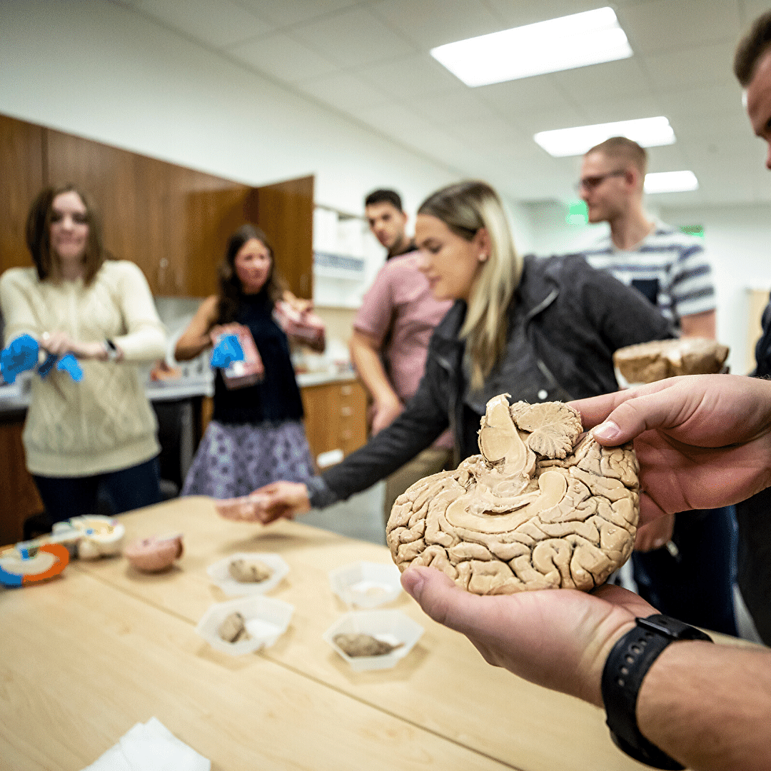 student holding human brain