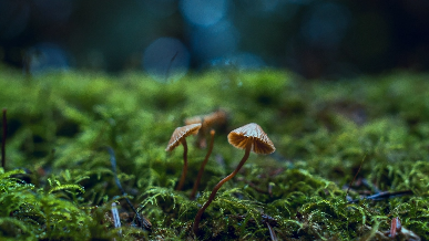 fungi in a jungle