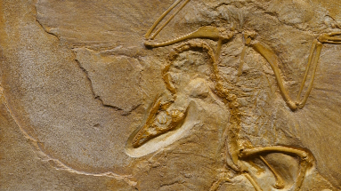 Fossil in rock