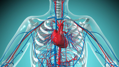Diagram of the cardiovascular system