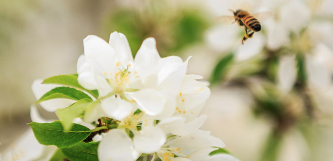 Flowers with Bee Landing on them