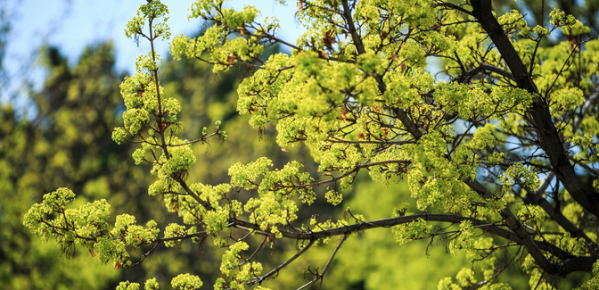 Summer Tree