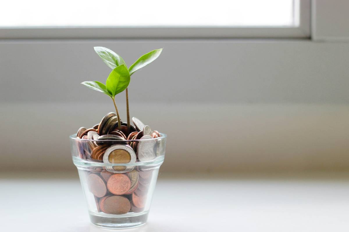 Plant growing in a pot filled with coins