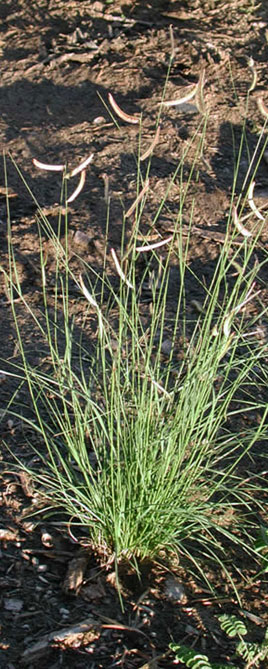 Habit of Bouteloua gracilis in clumping form [12].