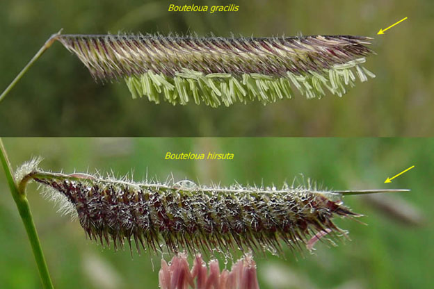 Photos showing rachis apex in Bouteloua gracilis (top) and Bouteloua hirsuta (bottom) [13].