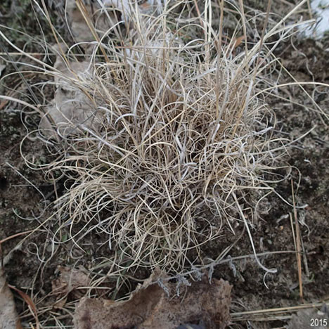 Dried stalks within clump of Bouteloua gracilis during winter months [15].