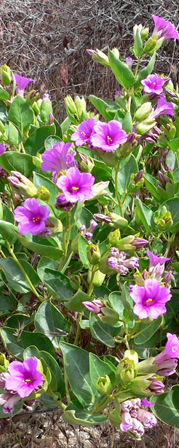 Habit of Mirabilis multiflora including the entire plant. Photo by Stan Sheb. [10]