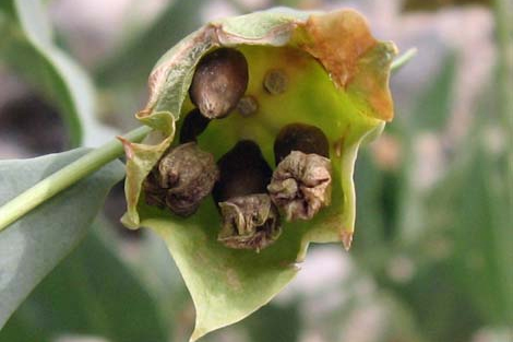 Involucre and fruit of Mirabilis multiflora. Photo by Jim Boone at birdandhike.com [11]