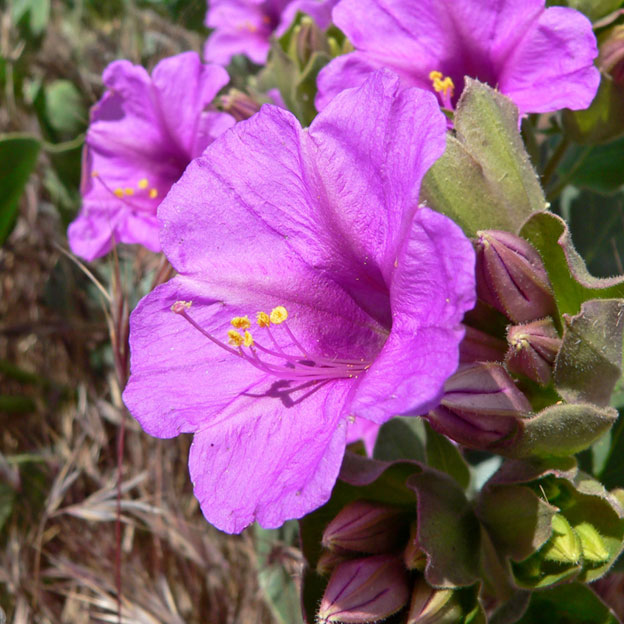 Flowers of Mirabilis multiflora. Photo by Stan Sheb. [9]