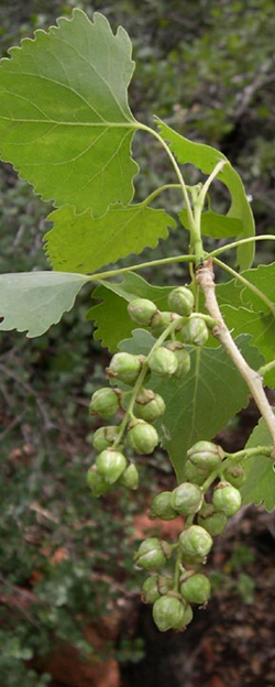 Photo of the Fremont Cottonwood