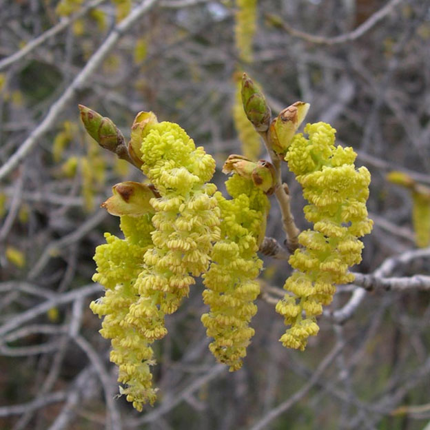 Photo of the Male catkins of the Fremont Cottonwood