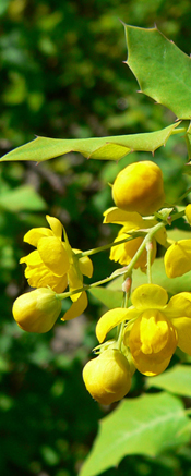 IImage of A. fremontii including leaves and flowers. Photo by Stan Shebs. [17]