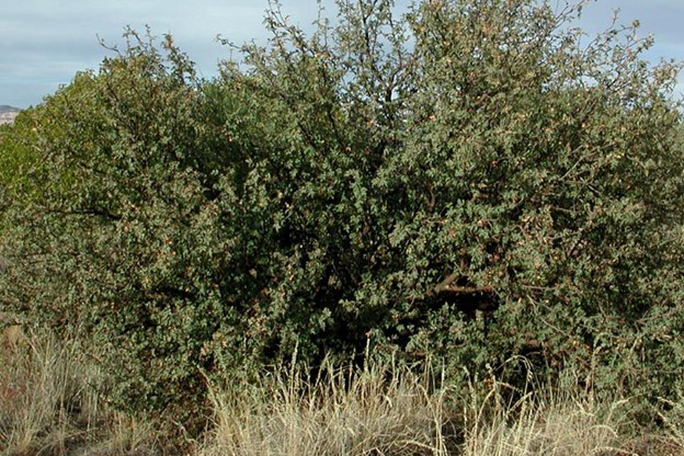 Habit of Alloberberis fremontii. Photo by Max Licher taken in Sedona, AZ. [15]