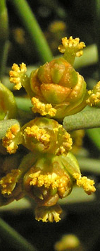 Male flowers of Ephedra viridis [3].