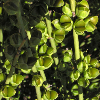 Fruits of Ephedra viridis [3].