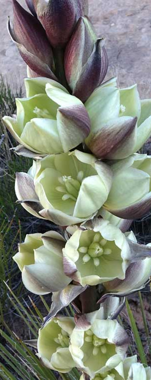 Photo of the Harriman's Yucca