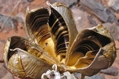 Harriman's Yucca