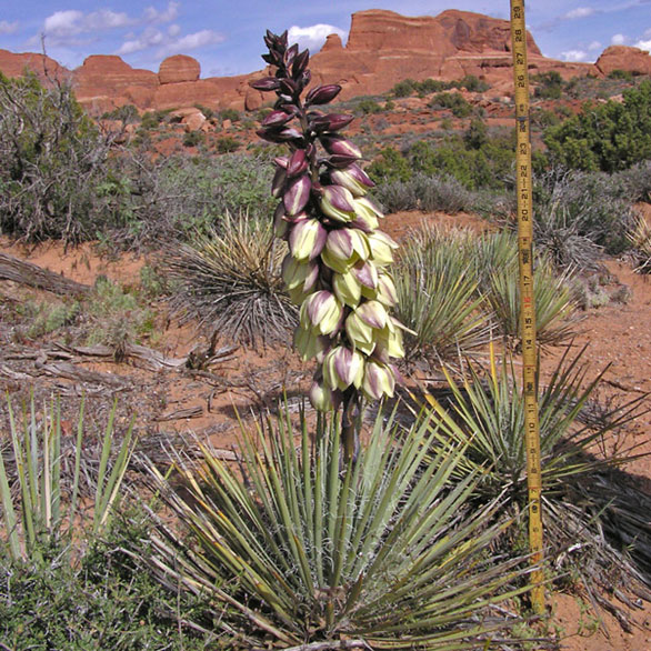 Photo of the Harriman's Yucca
