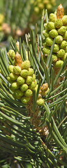 Needles and immature male cones on the Pinus edulis