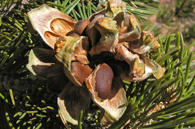 Needles and mature female cones with seeds of Pinus edulis
