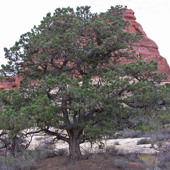 An average mature Pinus edulis