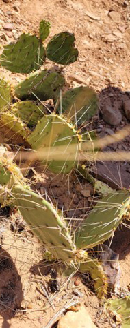 Image of O. phaeacantha including the entire plant. Image by Kylee Larsen.