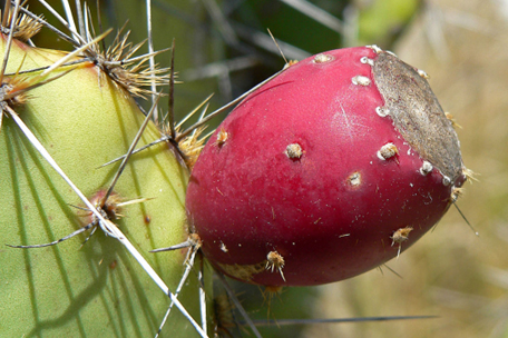 Image of the fruit of O. phaeacantha. Image by Stan Shebs. [7]