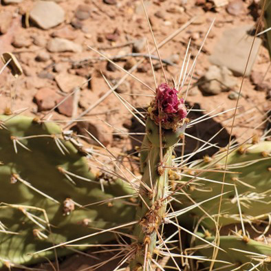 Image of O. phaeacantha including flowers, spines, and stems. Image by Kylee Larsen. [8]