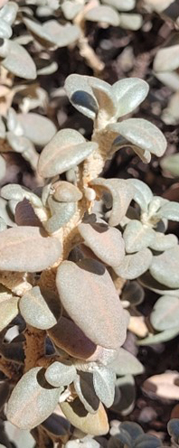 Image of the leaves and stem of Shepherdia rotundifolia. Photo by Kylee Larsen.